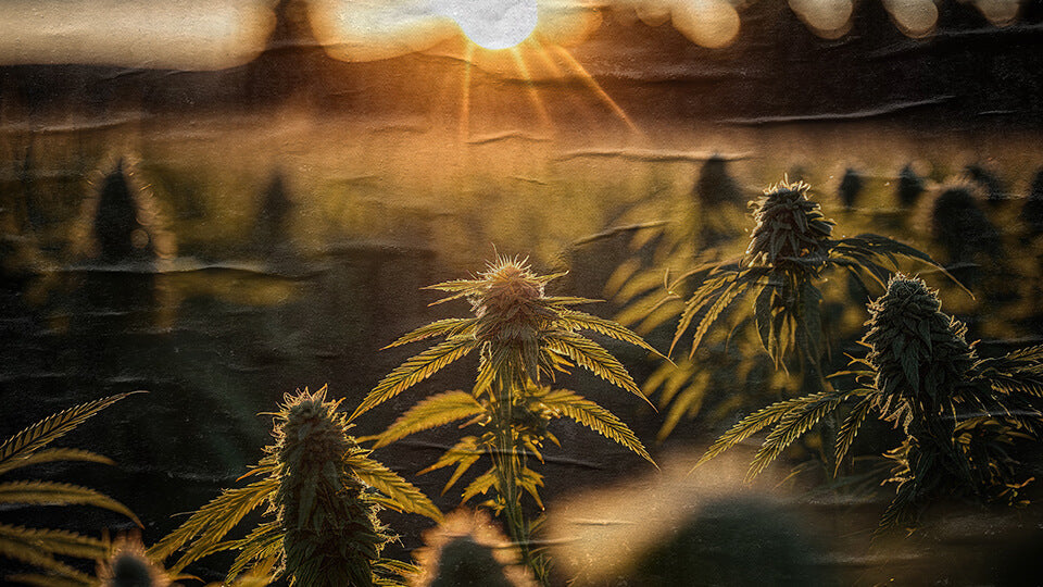 THE STORY BEHIND 4-20 DAY