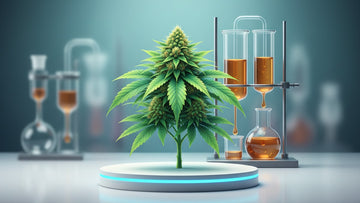 Blog Post: how much cbd oil can one plant produce - Professional illustration
