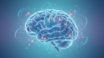 Blog Post: how does cbd work in the brain - Professional illustration
