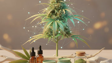 future of hemp wellness - Professional illustration