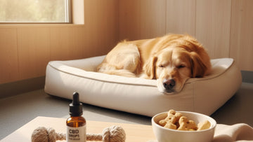 cbd for dogs boarding stress - Professional illustration