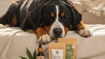 cbd for bernese mountain dogs - Professional illustration