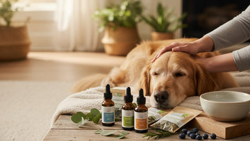 pet diabetes and cbd - Professional illustration