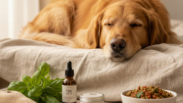 cbd for pet skin issues - Professional illustration
