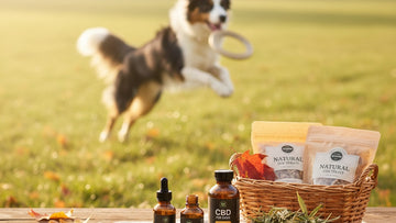 cbd for border collies energy - Professional illustration