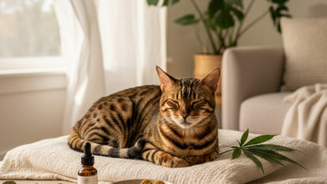 cbd for bengal cats high energy - Professional illustration