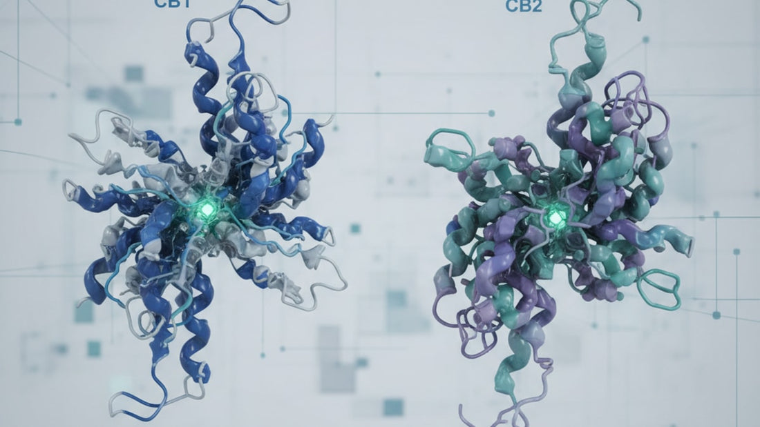 cannabinoid receptors cb1 and cb2 - Professional illustration