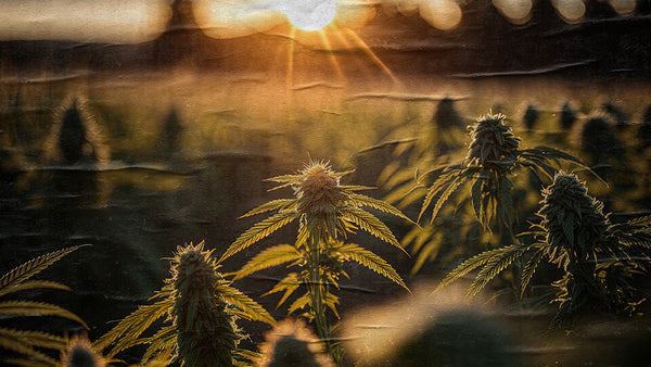 THE STORY BEHIND 4-20 DAY