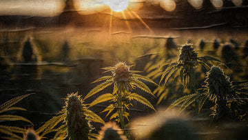 THE STORY BEHIND 4-20 DAY