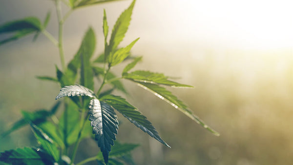 HEMP, HEMP, MARVELOUS HEMP