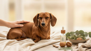 cbd for dachshunds back issues - Professional illustration