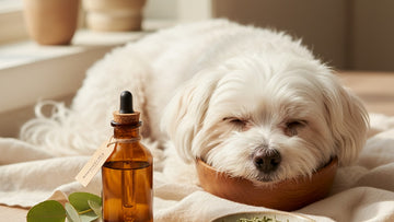 cbd for maltese senior care - Professional illustration