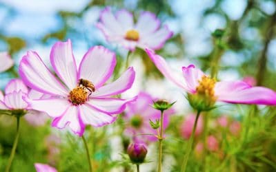 Bee Safe Weed Control