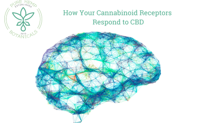 How Cannabinoid Receptors Respond to CBD