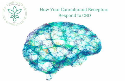 How Cannabinoid Receptors Respond to CBD - Pure Hemp Botanicals