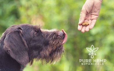 No-Bake Pumpkin Peanut Butter CBD Dog Treats