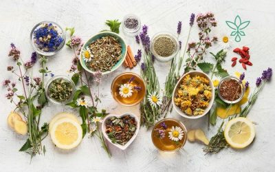 The Best Herbal Teas and Their Benefits