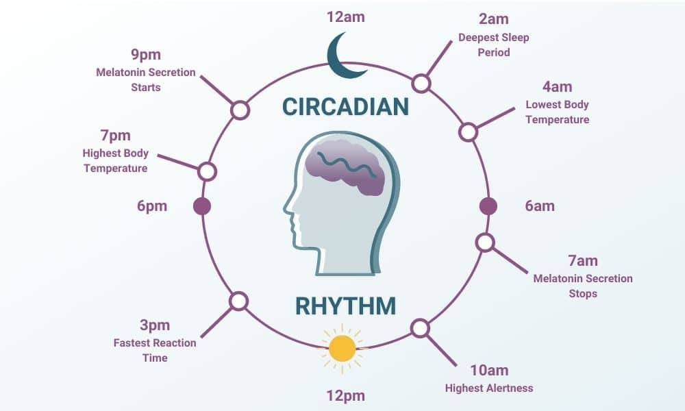 Circadian_Rhythm_Graphic