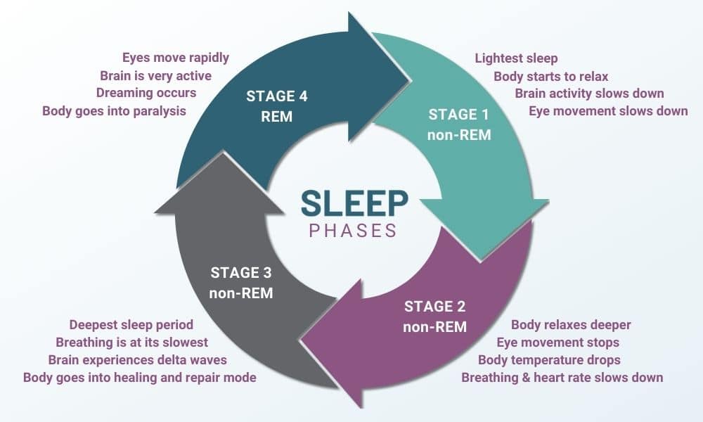 Sleep Cycle What Is REM Sleep Pure Hemp Botanicals