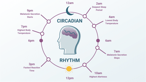 Circadian Rhythm: What Is It, and How Does It Function? - Pure Hemp ...