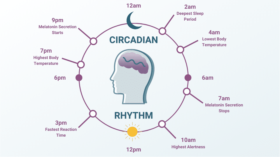Circadian Rhythm Infographic