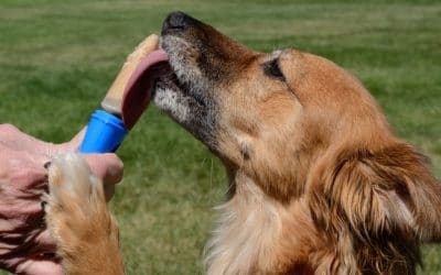 How To Make Pupsicle CBD Dog Treats