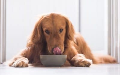 Doggy Delights: CBD Infused Bone Broth for Dogs