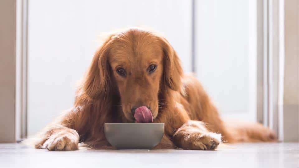 CBD Infused Bone Broth for Dogs